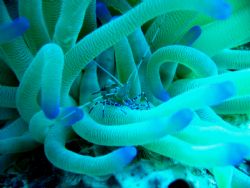 Blue shrimp. Bonaire. Canon A65. by Craig Montgomery 